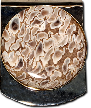 Fossilized Palmwood